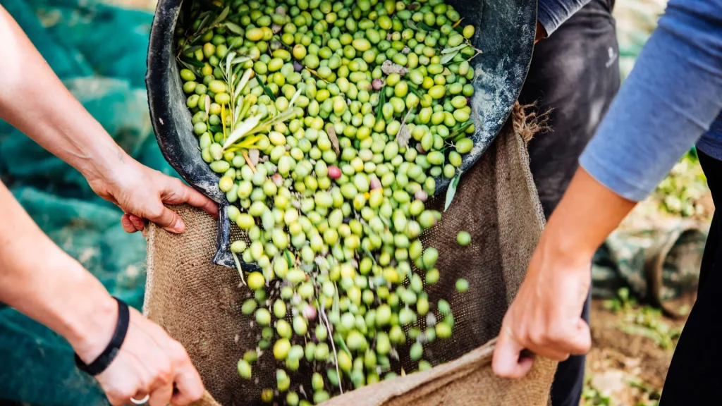 Aceituna recién recogida del olivo