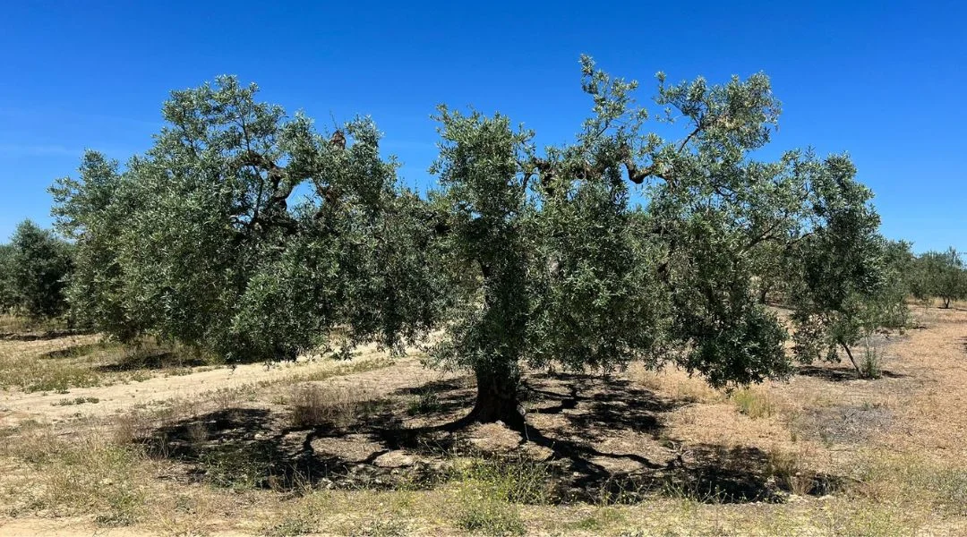 Olivar de los socios de Olipaterna en Paterna del Campo, Huelva