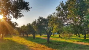 La Agricultura Regenerativa